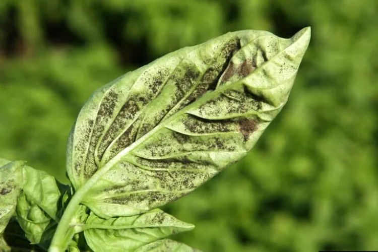 Infection or disease of Basil Leaves