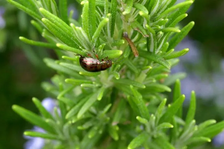 Insects, Pests, and Diseases of Rosemary