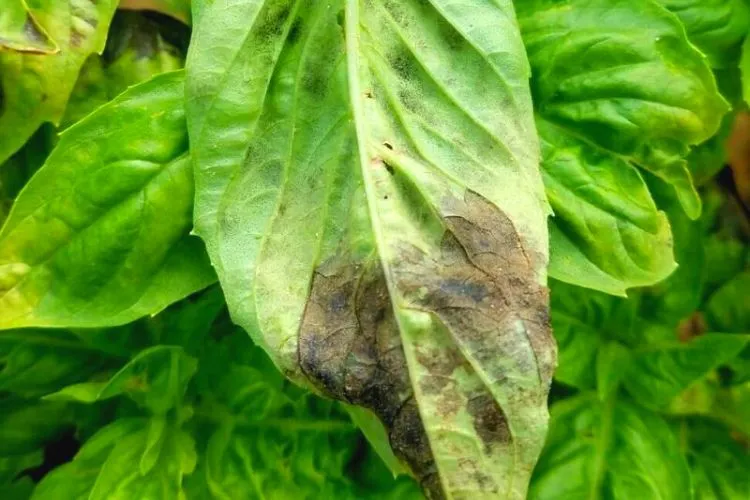 Nutrient deficiency of Basil Leaves