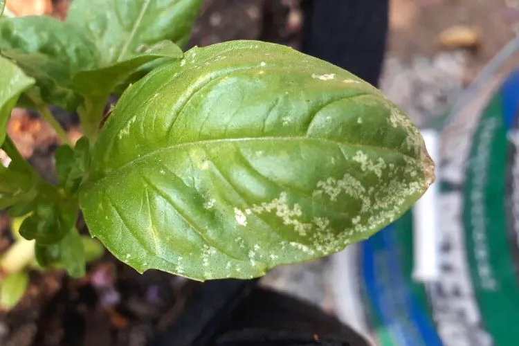 Why Are The Basil Leaves Turning White