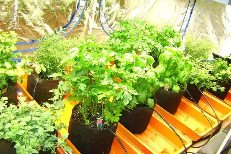 smart pots hydroponics
