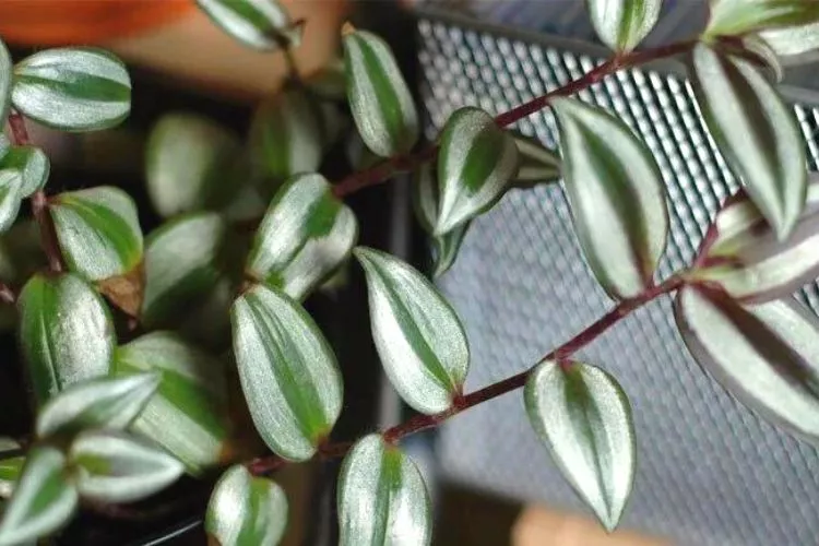 Are wandering jew plants toxic to cats 