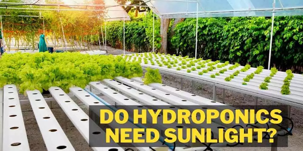 Do hydroponics need sunlight