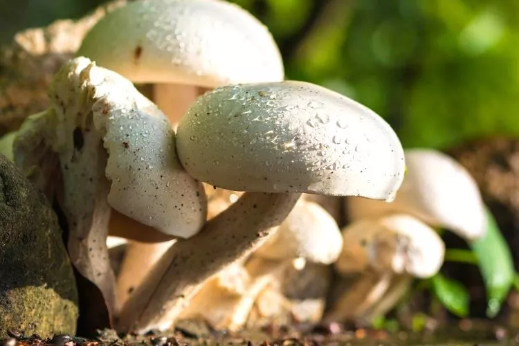 Do mushrooms grow better in light or dark