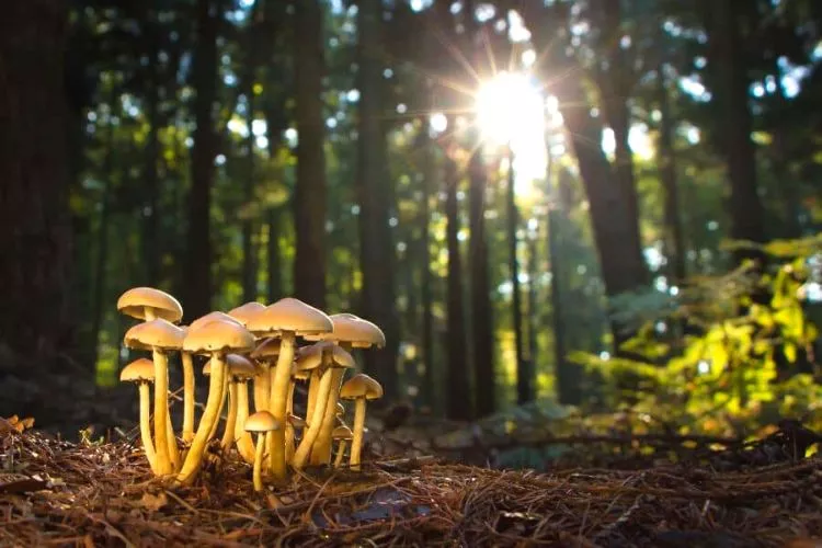 Do mushrooms need sunlight