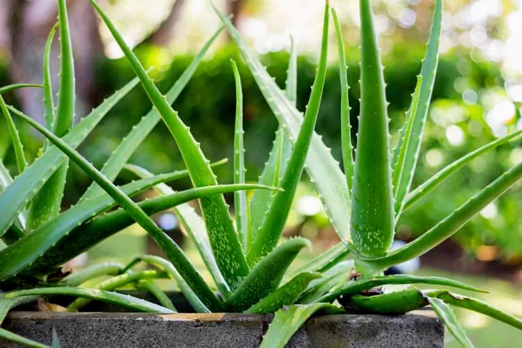 Do you water aloe vera from the top or bottom