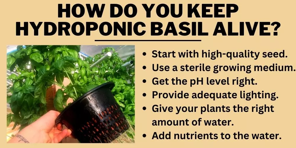 How Do You Keep Hydroponic Basil Alive