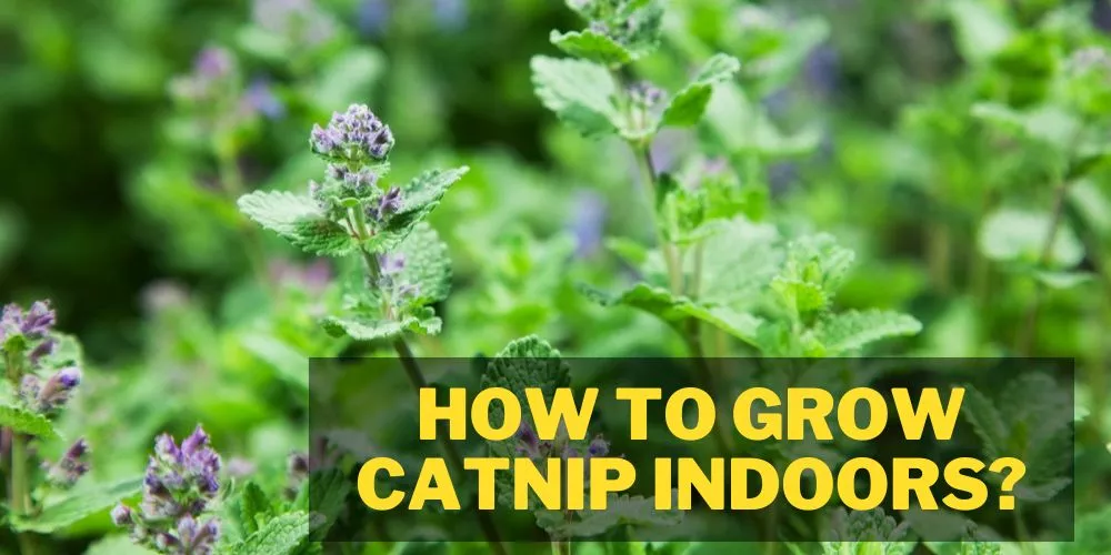 How To Grow Catnip Indoors