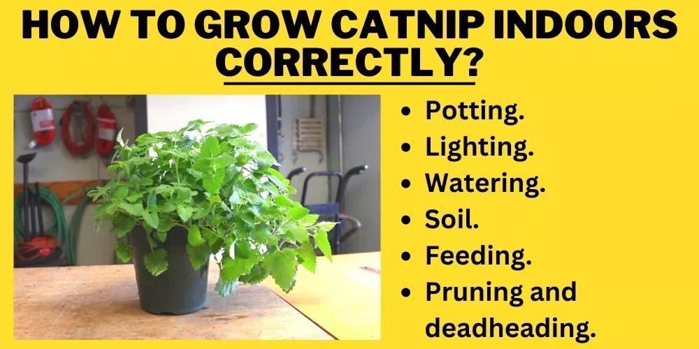 How To Grow Catnip Indoors Correctly