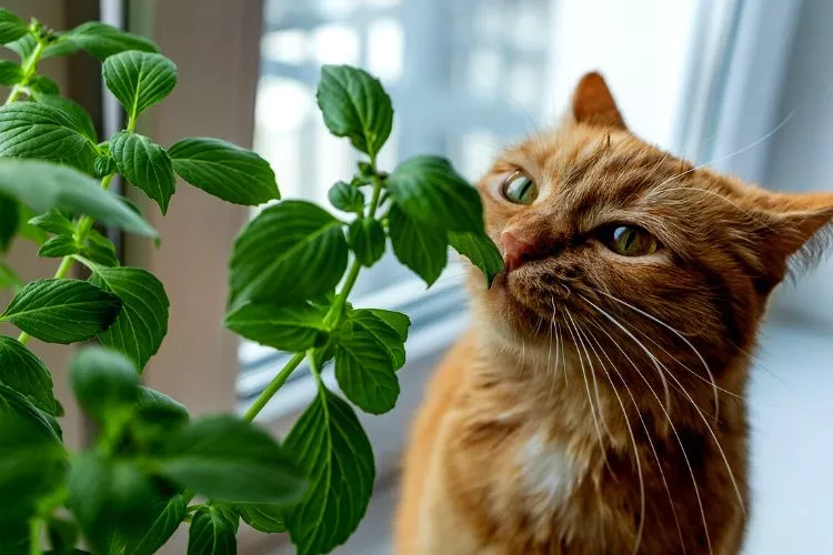 How do I keep my cat from eating a poisonous plant