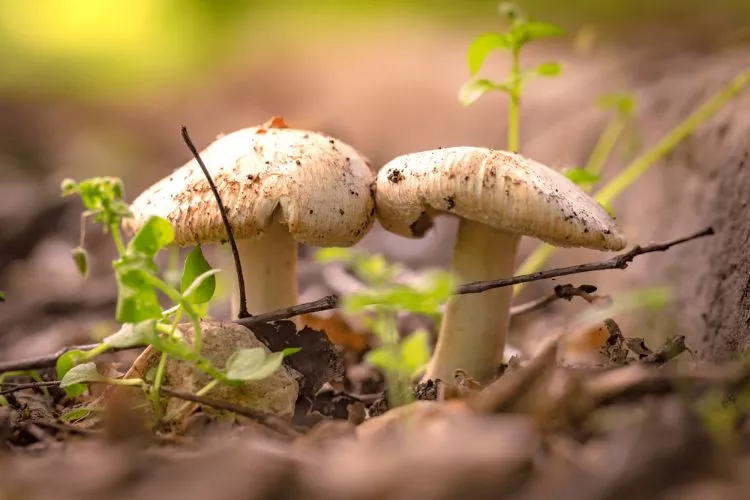 How does sunlight affect mushroom growth