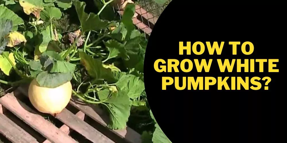 How to Grow White Pumpkins