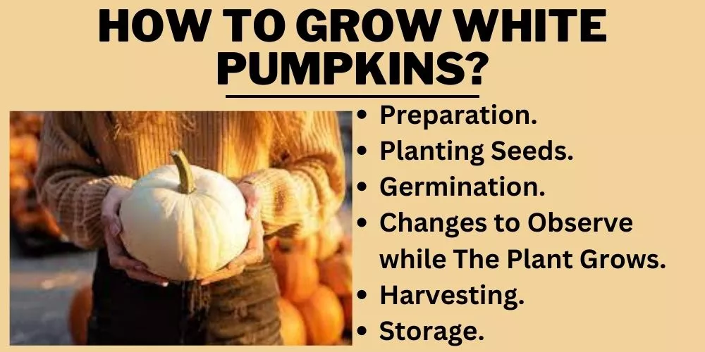 How to Grow White Pumpkins Step by Step Guide