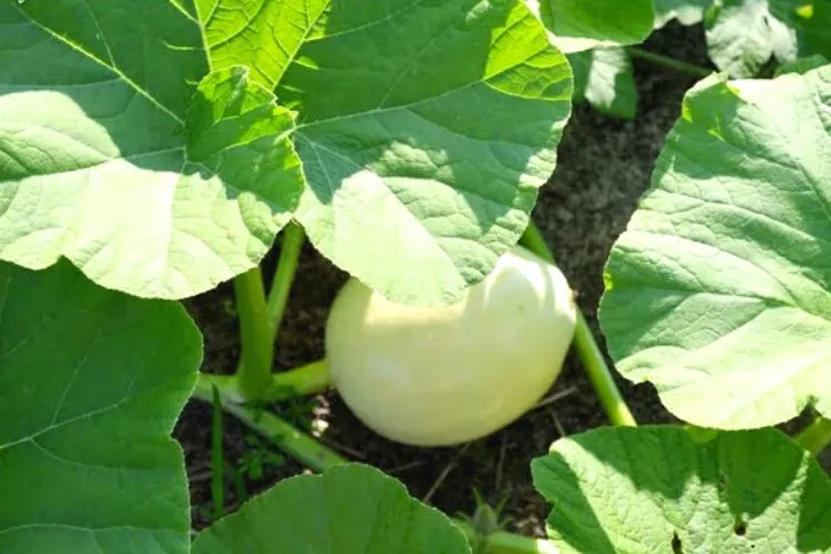 How to Grow White Pumpkins