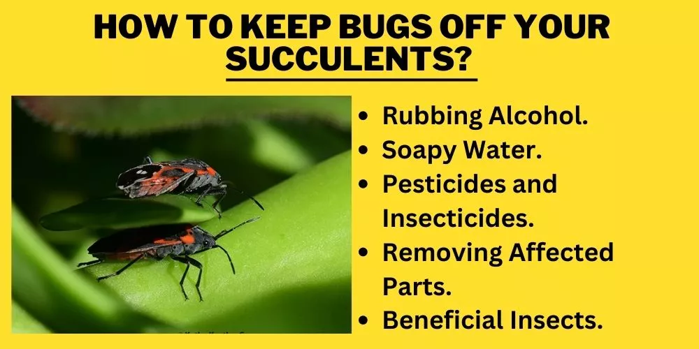 How to Keep Bugs Off Your Succulents