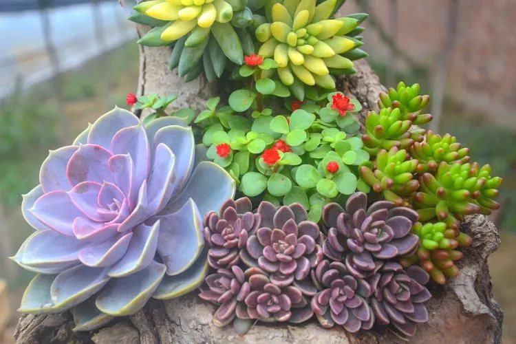How to Recognize a Stretched Out Succulent
