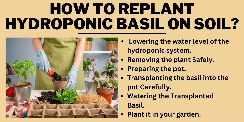 How to Replant Hydroponic Basil on Soil?