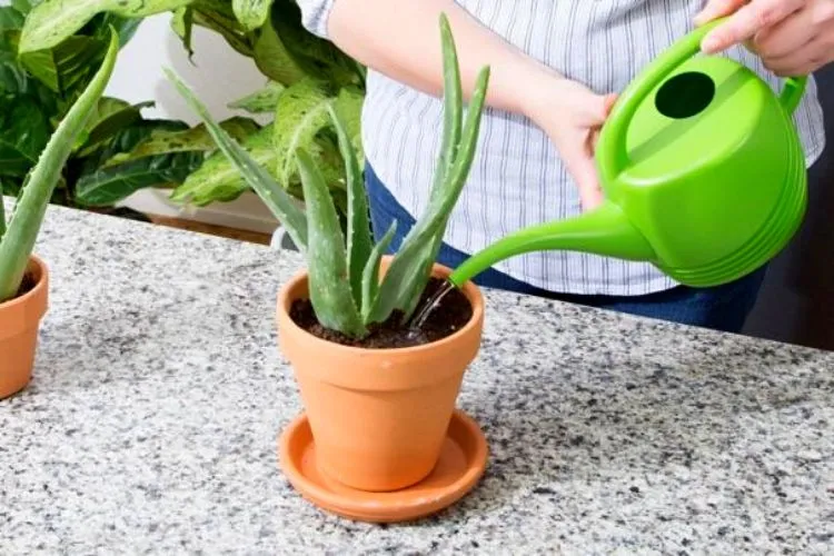 How to Water Aloe Vera Plants Correctly (easy guide)