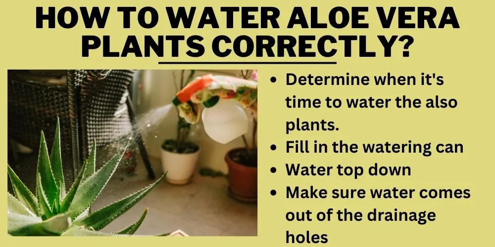 How to Water Aloe Vera Plants Correctly