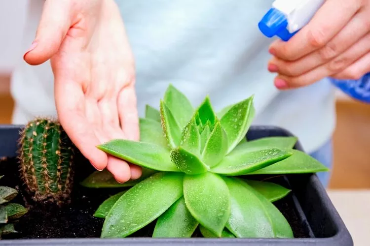 How to fix elongated succulents