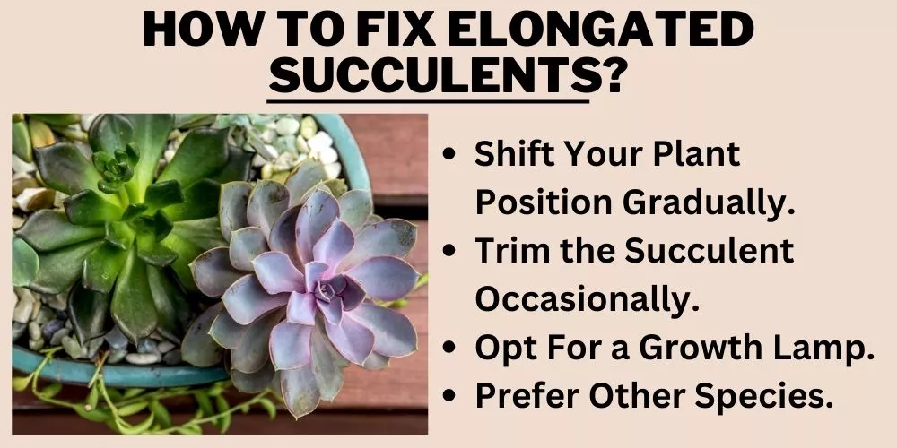 How to fix elongated succulents