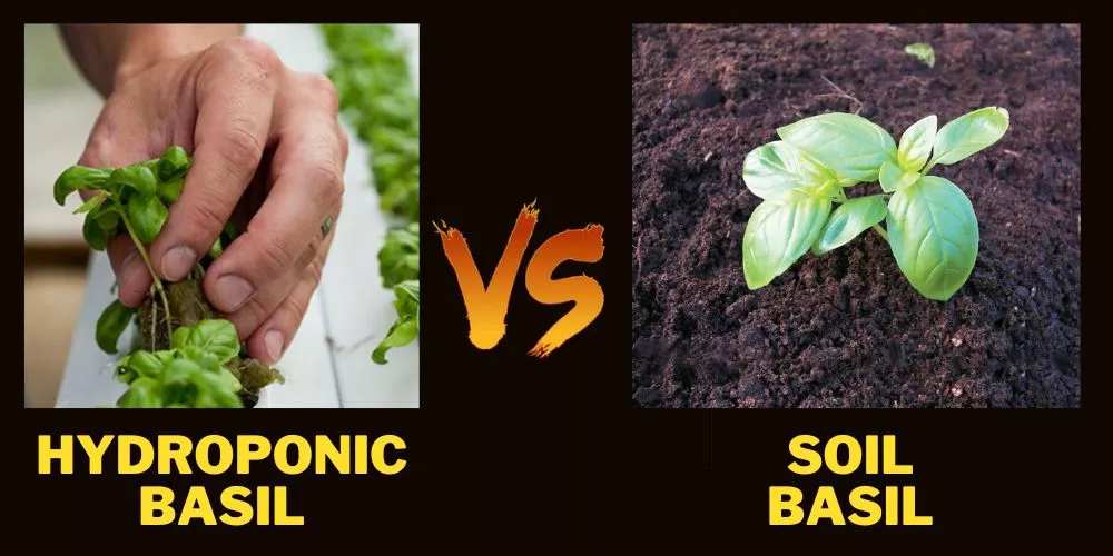 Hydroponic System vs Soil for Basils