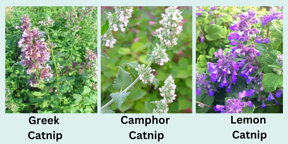 Types of Catnip Plants