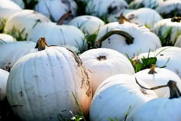 What are the benefits of white pumpkins