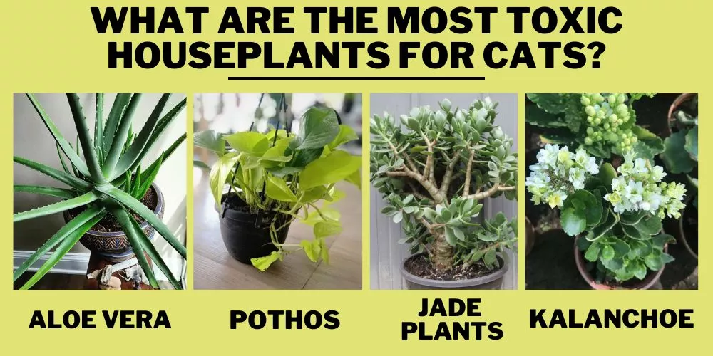 What are the most toxic houseplants for cats