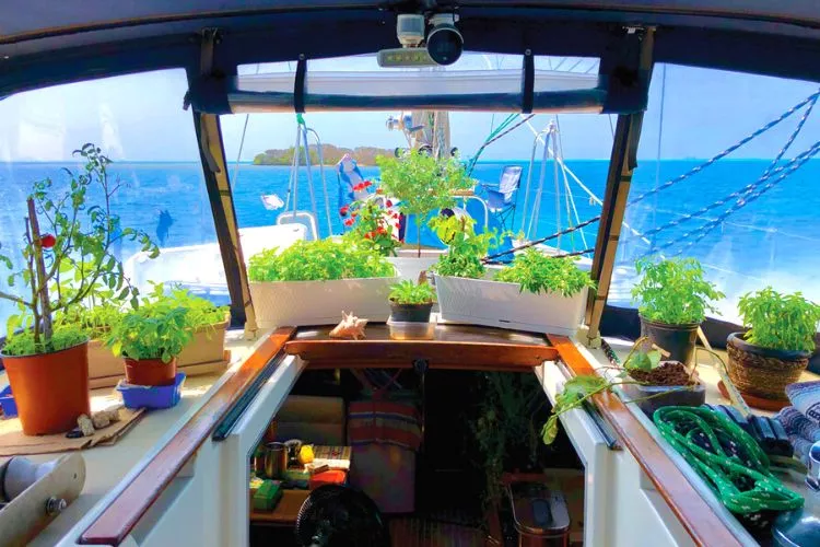 Which plants to Grow on a Boat