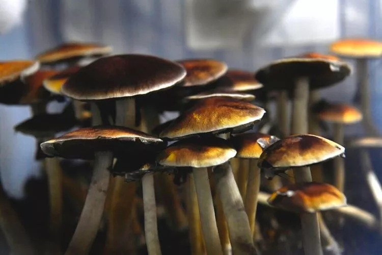 Why Do Some Mushrooms Need Light To Grow