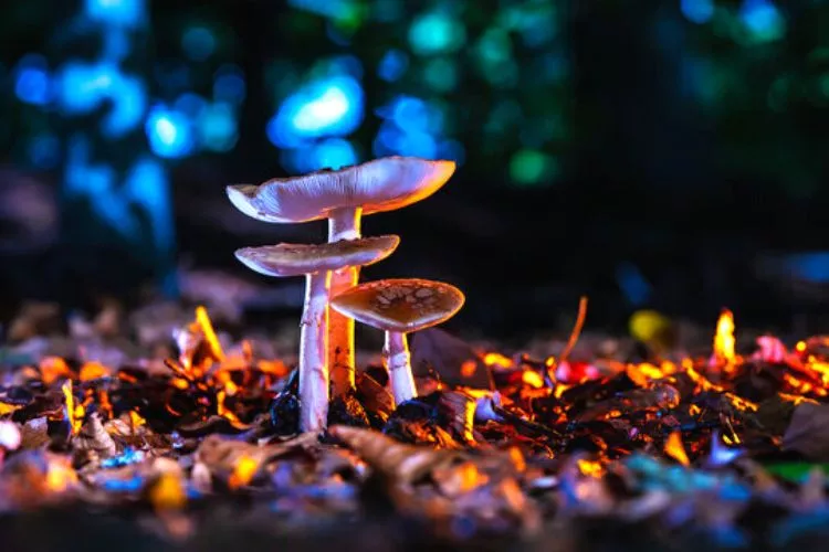 Why Do Some Mushrooms Prefer The Dark
