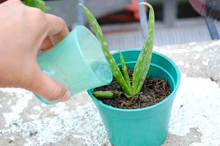 Why Water Aloe Vera from the Bottom