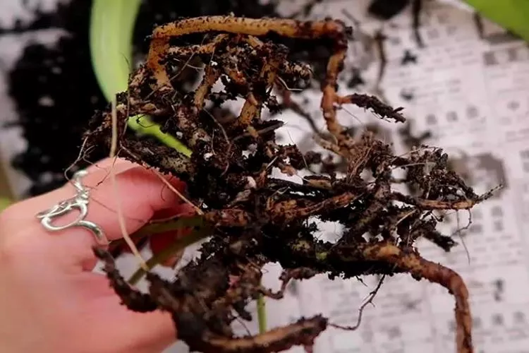 How to Prevent or Solve Root Rot Problem