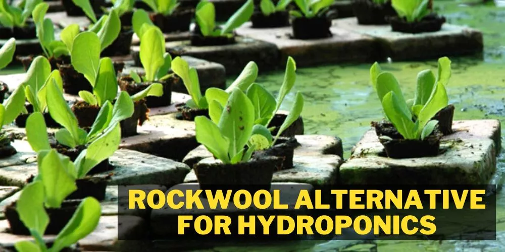 Rockwool alternative for hydroponics