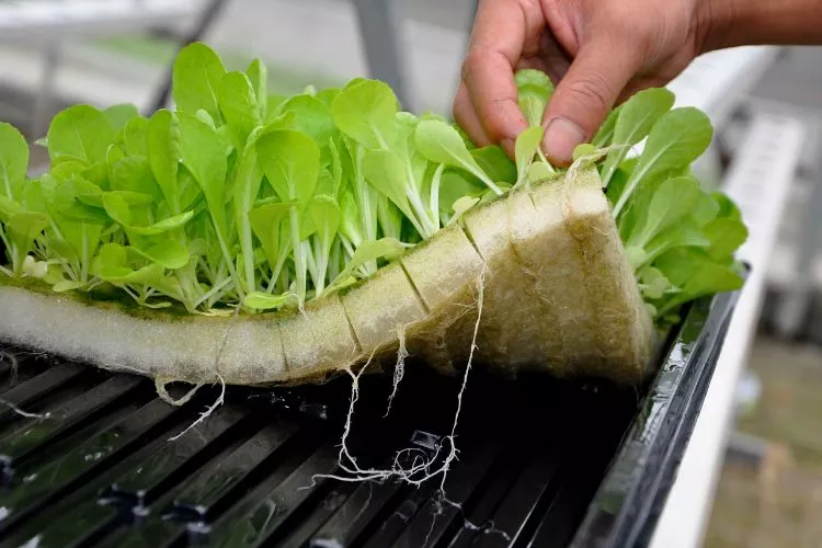 Why is Rockwool Considered the Industry Standard for Hydroponic Systems?