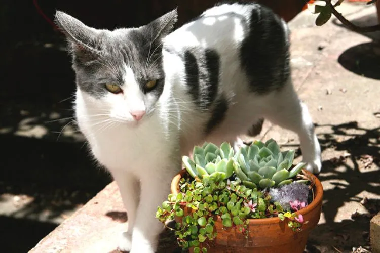 Are succulent plants poisonous to cats