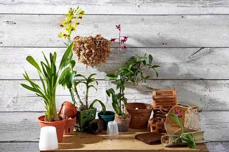 Can you use orchid pots for other plants