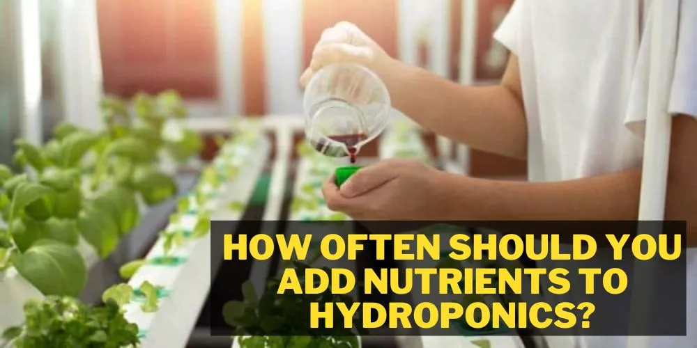 How Often Should You Add Nutrients to Hydroponics