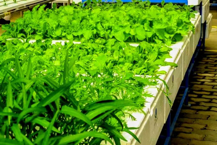 How long do hydroponic nutrients last