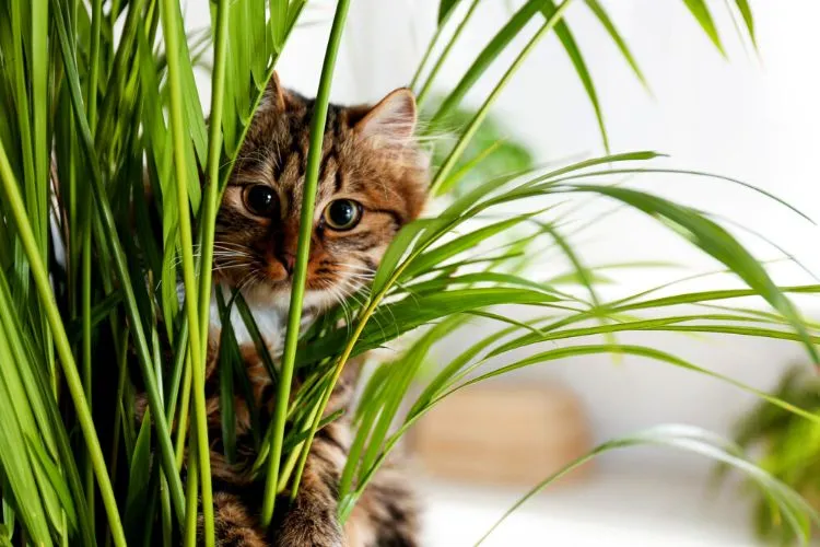 How much of a plant does a cat need to eat to get sick