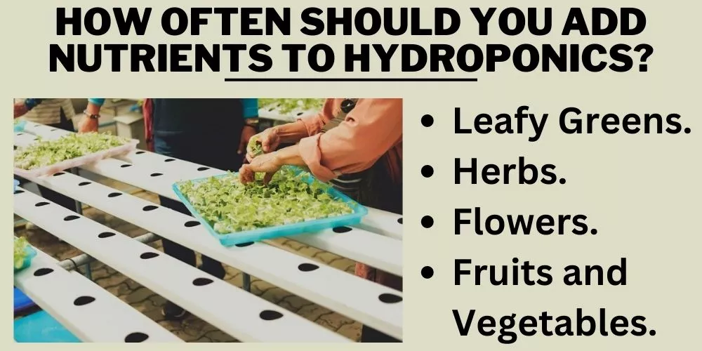 How often should you add nutrients to hydroponics (detail guilde)