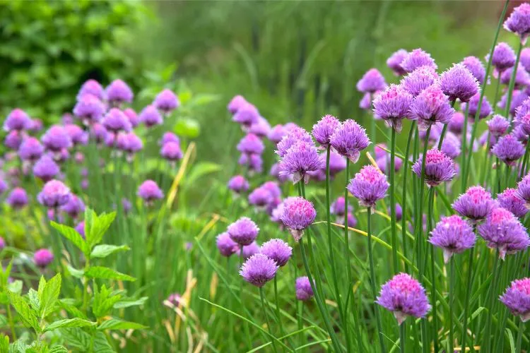How to harvest chives without killing the plant