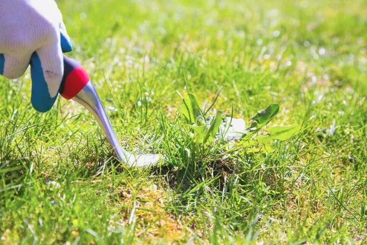 How to permanently stop weeds from growing