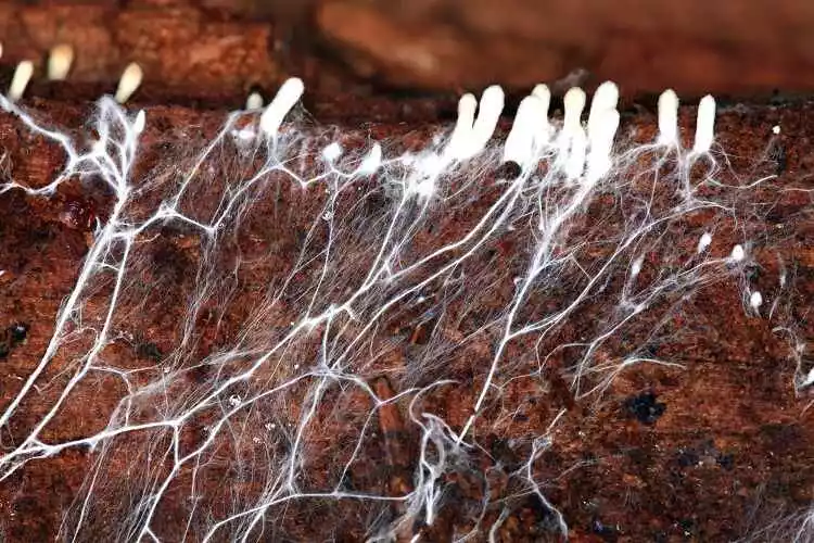 Mycelium Growth with Light