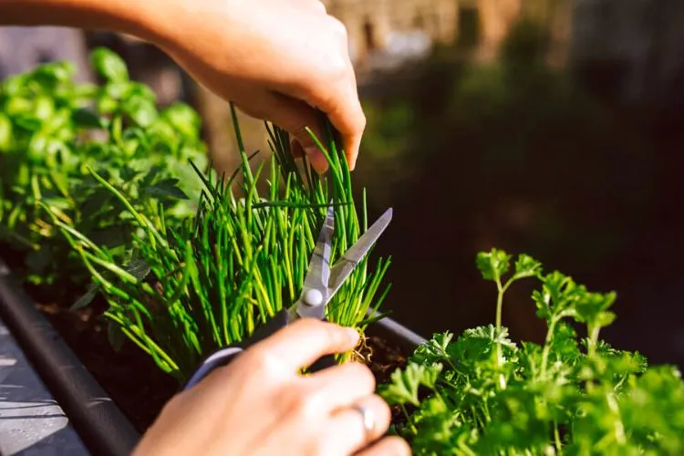 Steps for harvesting chives without killing the plant
