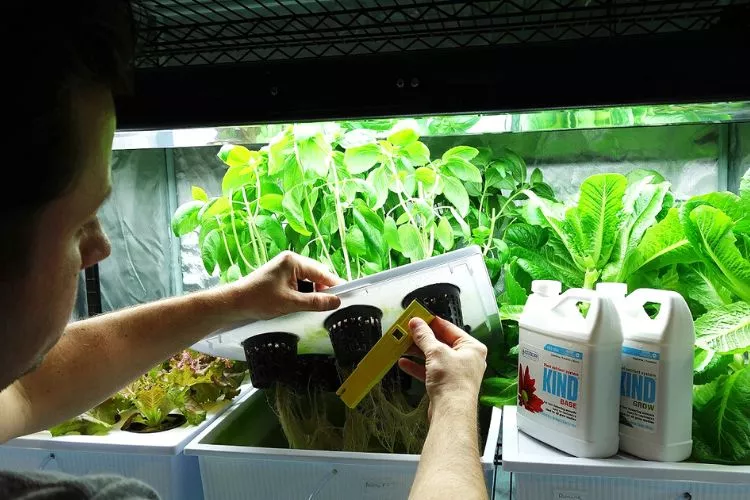 Tips for monitoring nutrient levels in Hydroponics