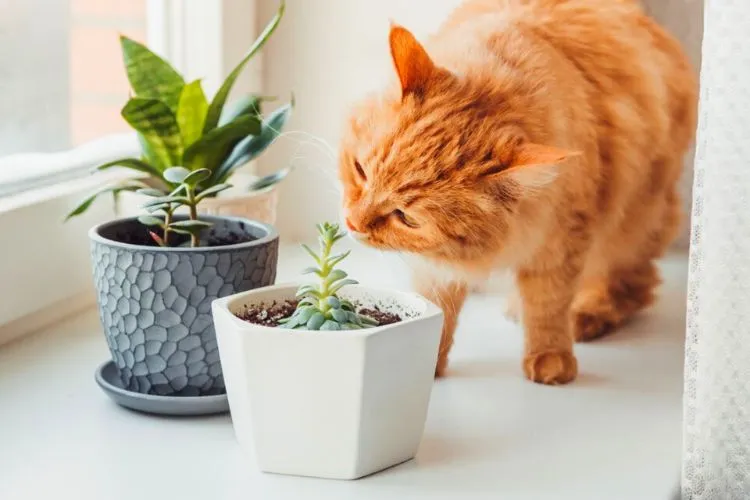 What are the most toxic plants to cats