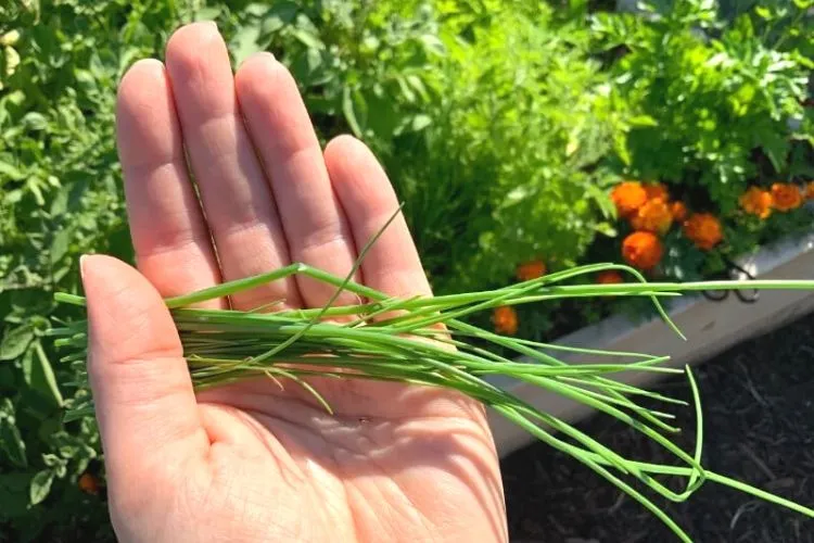 When to harvest chives