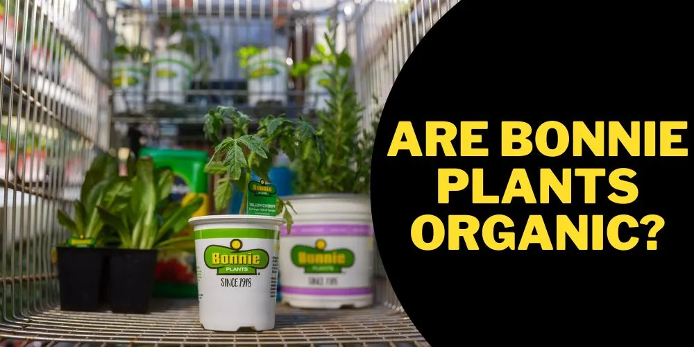 Are bonnie plants organic